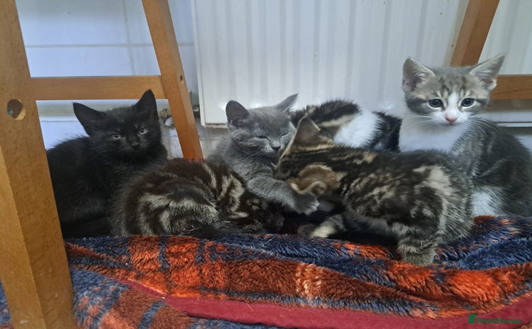 Domestic Shorthair cats - Advert 9