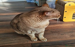 Australian Mist cats for sale: Senior cat for a loving home  - Image 4