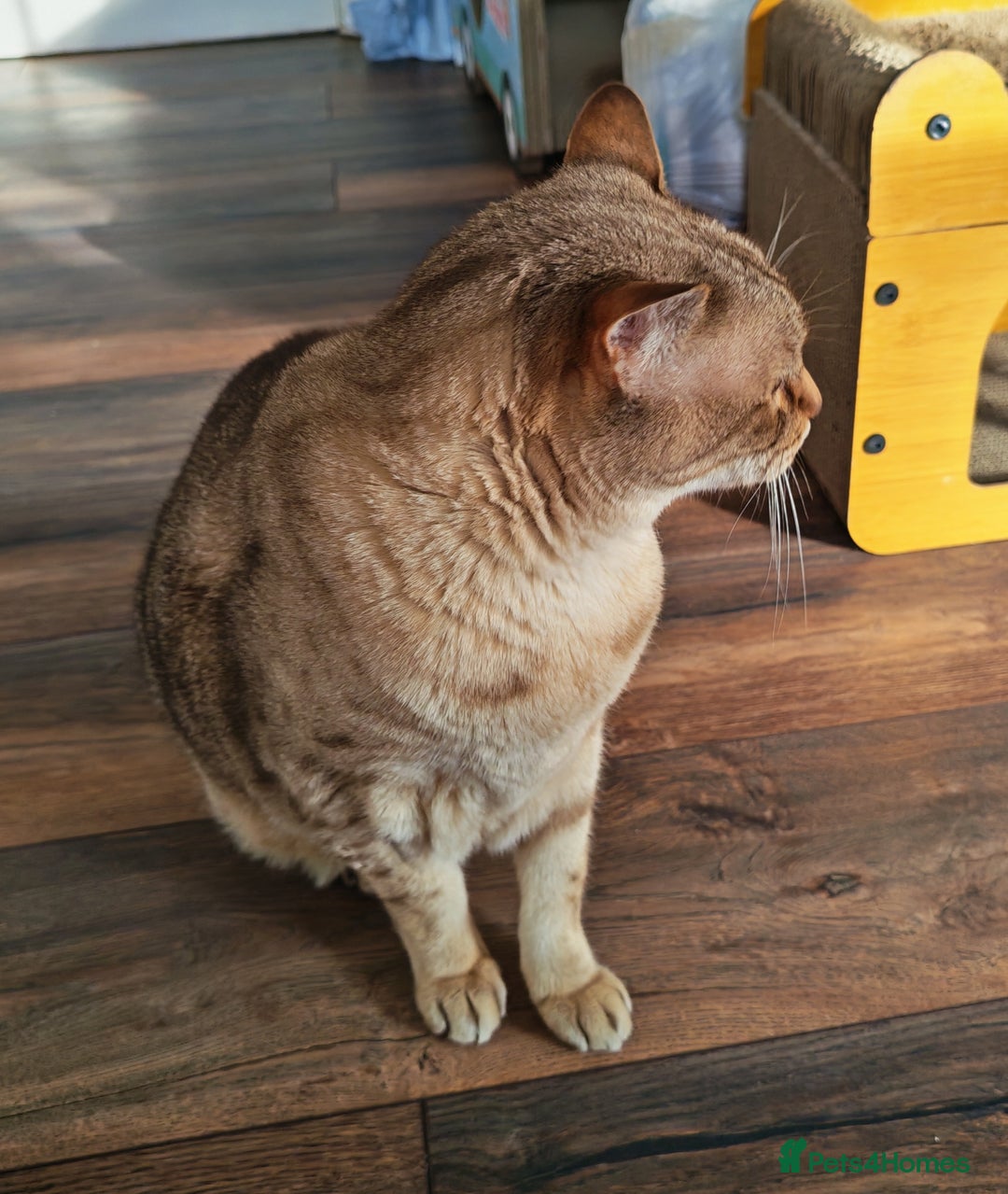 Australian Mist cats for sale: Senior cat for a loving home  - Image 4