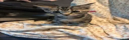 Mixed Breed cats for sale: 10 Mixed breed tabby kittens  - Advert 6