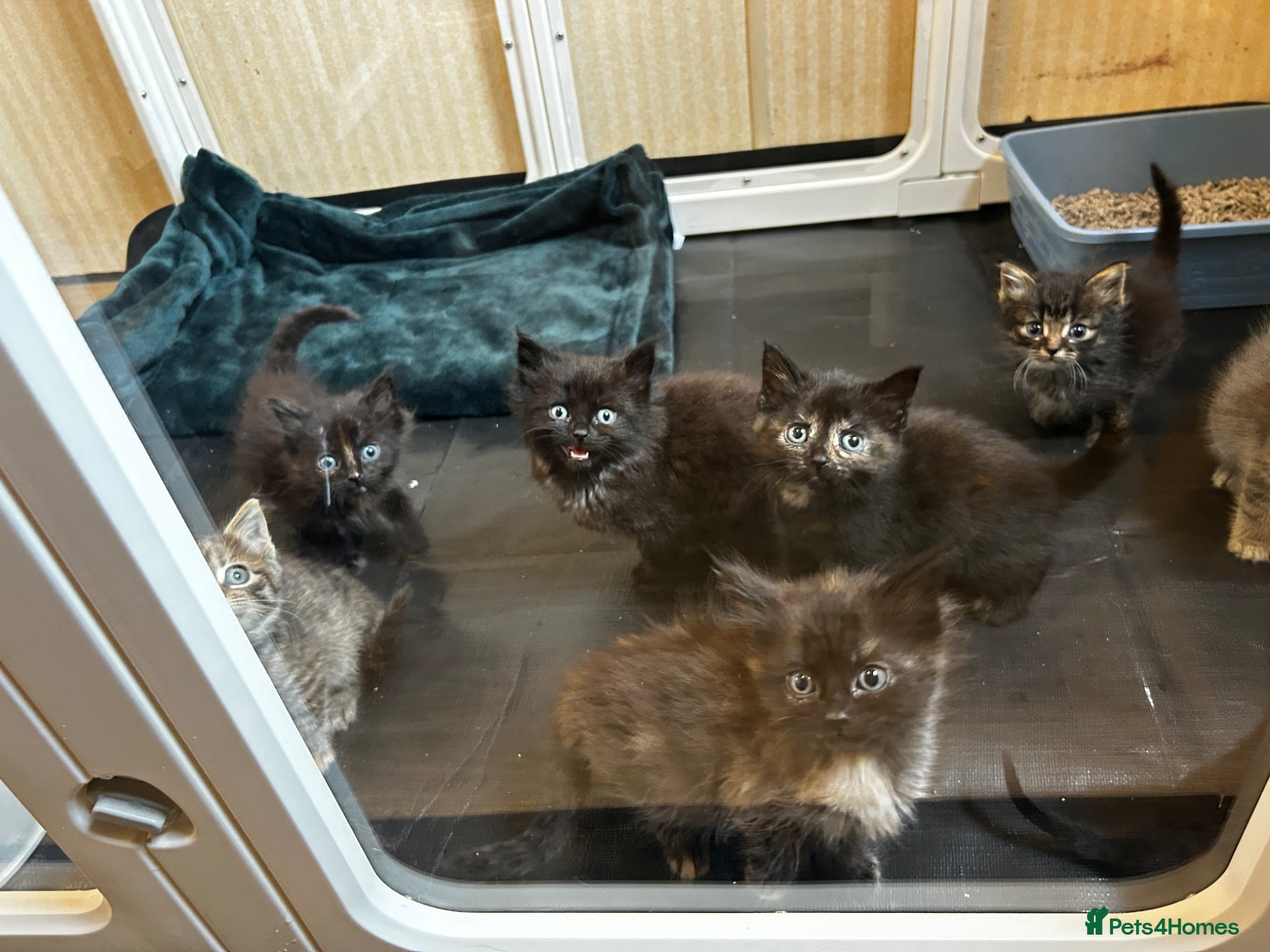 Ragdoll cats Ragdoll mix tabby ginger kittens  - Advert 1