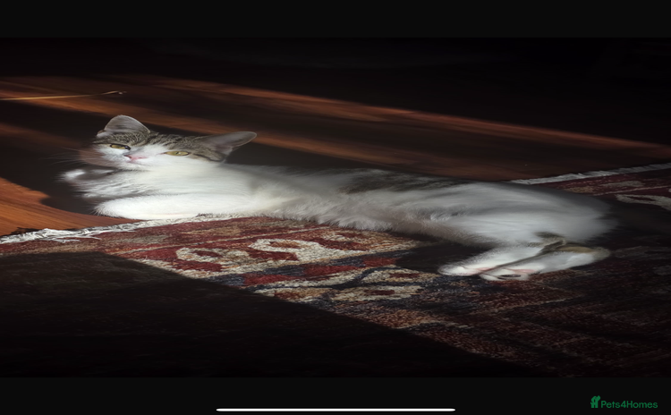 Mixed Breed cats - Advert 2