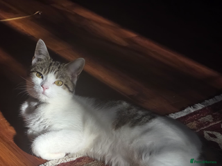 Mixed Breed cats for sale - Advert 1