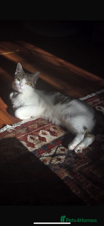 Mixed Breed cats - Advert 2