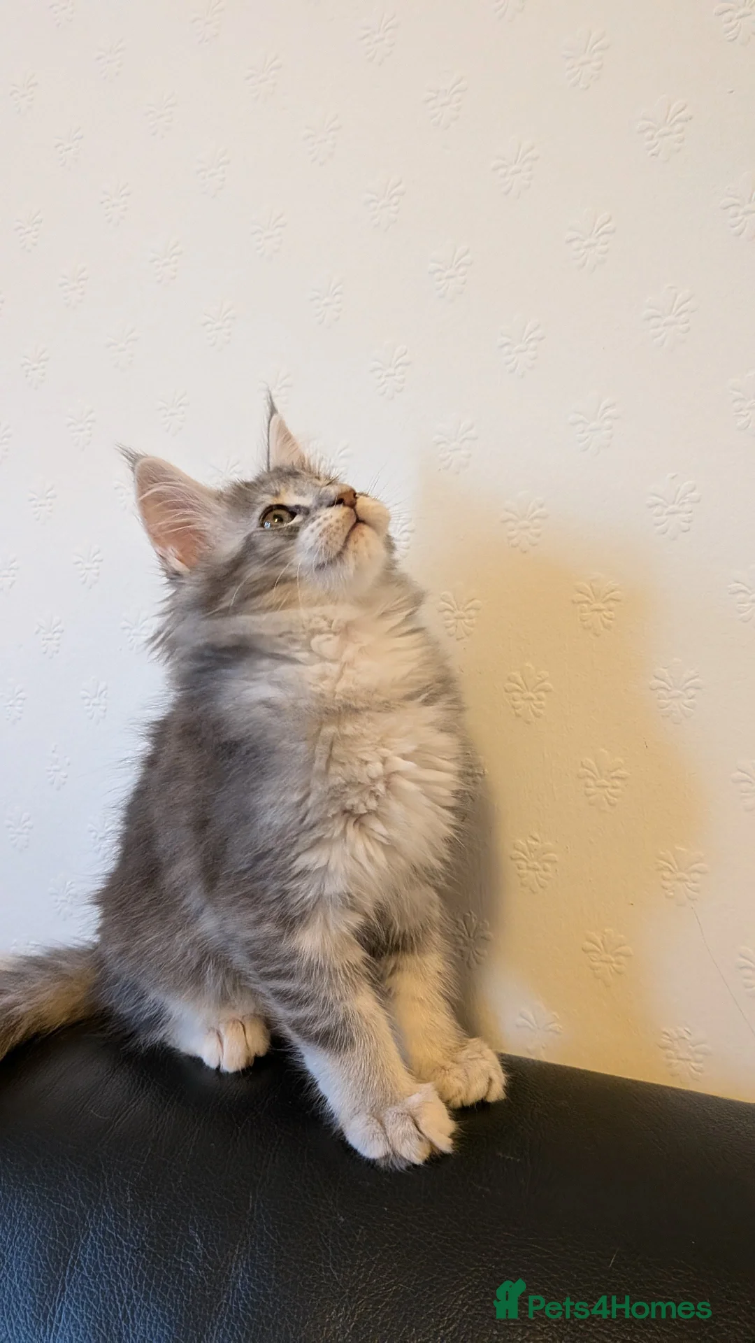 Maine Coon cats for sale: 🏅GCCF🏅 pure maine coon kittens  - Advert 10