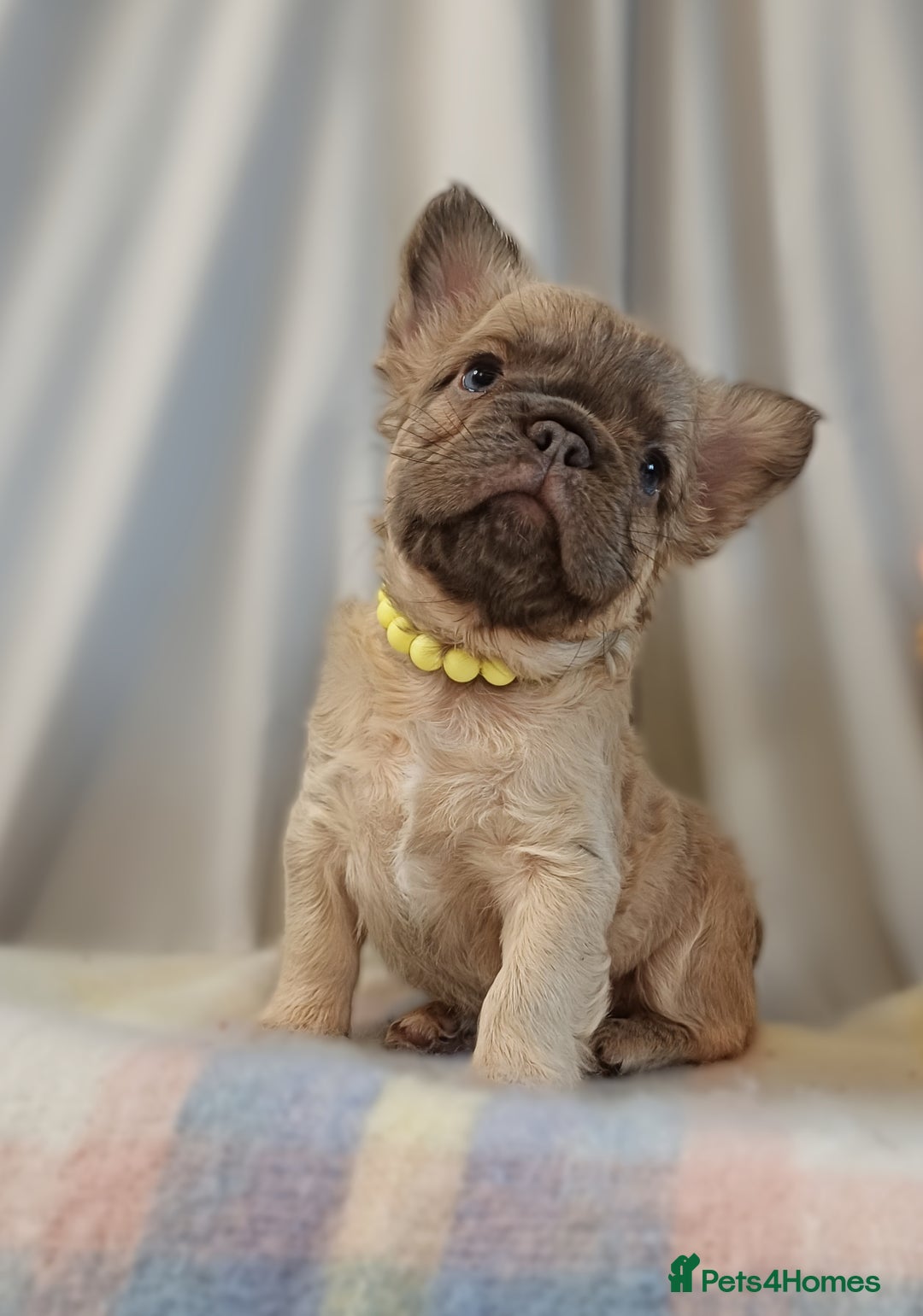 French Bulldog dogs for sale: Adorable fluffy frenchies ready for loving homes - Advert 7