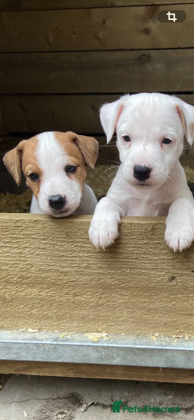 Jack Russell dogs Ready week Sunday 4 beautiful jack Russell pups  - Advert 1