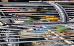 Lovebirds birds for sale: Pair bonded lovebirds - Image 12