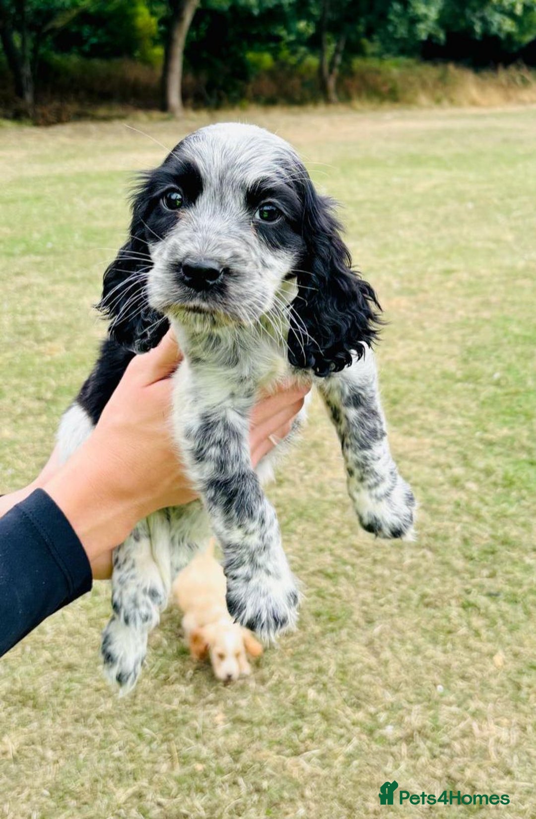 Cocker Spaniel dogs for sale: Cocker Spaniel Puppies  - Image 2