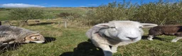 Sheep livestock for sale: Herd of Beautiful Herdwick Sheep - Advert 4