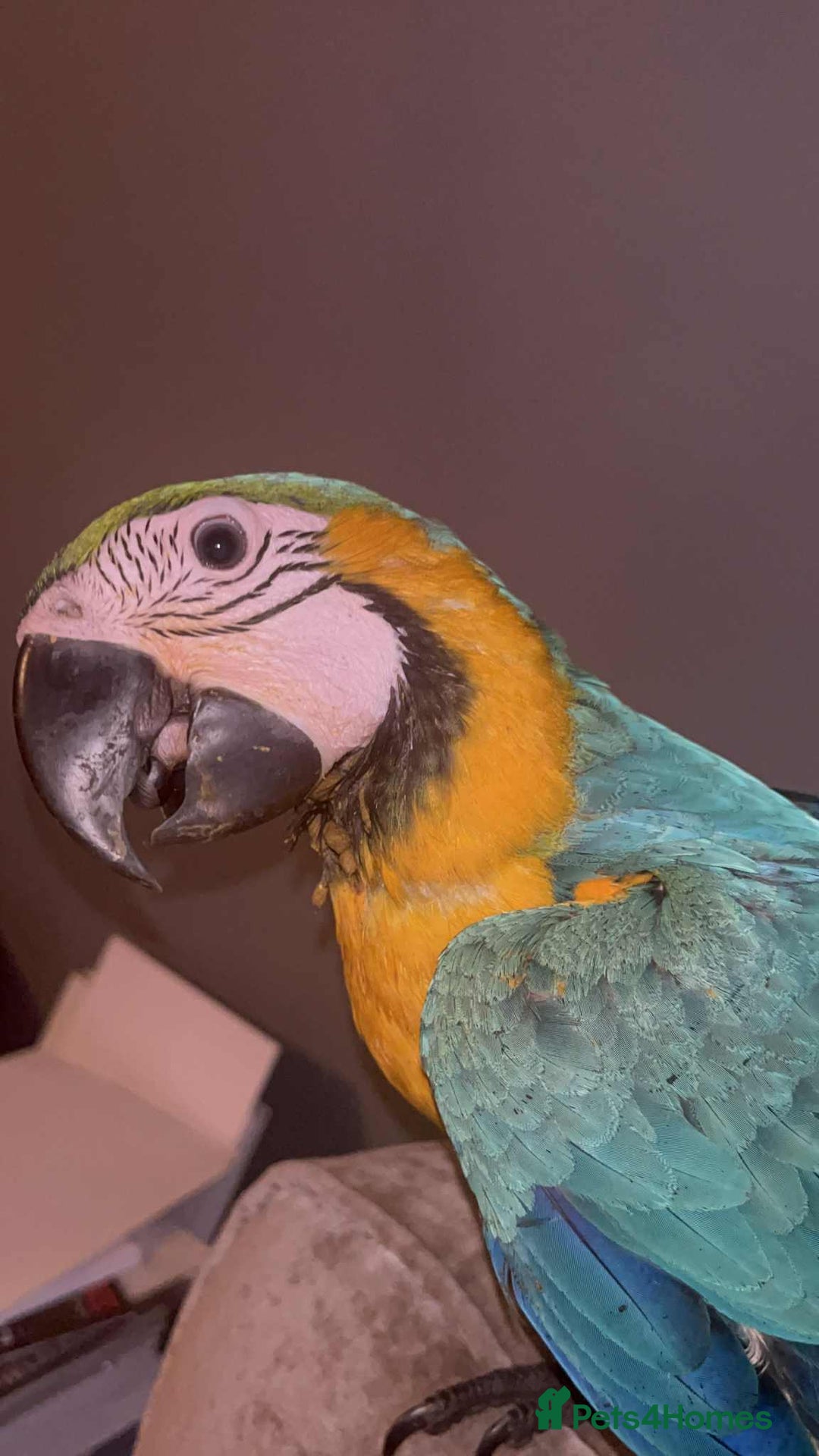 Macaws birds for sale: Hand reared blue & gold Macaw Chick - Image 2