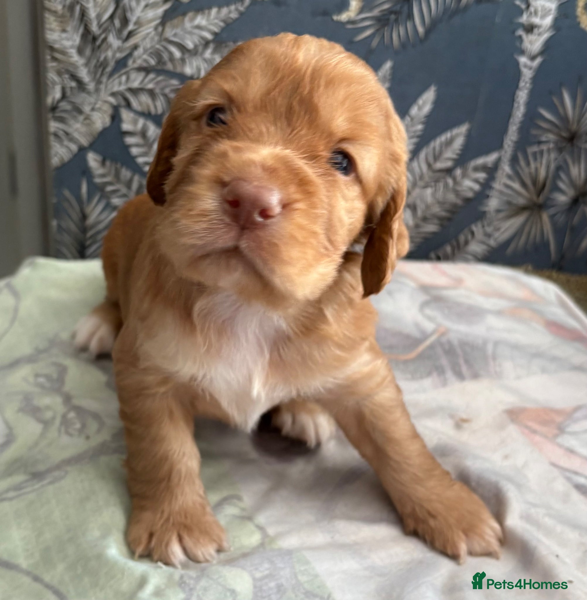 Cocker Spaniel dogs KC GOLDEN WORKING COCKERS HEALTH TESTED PARENTS !! - Advert 2