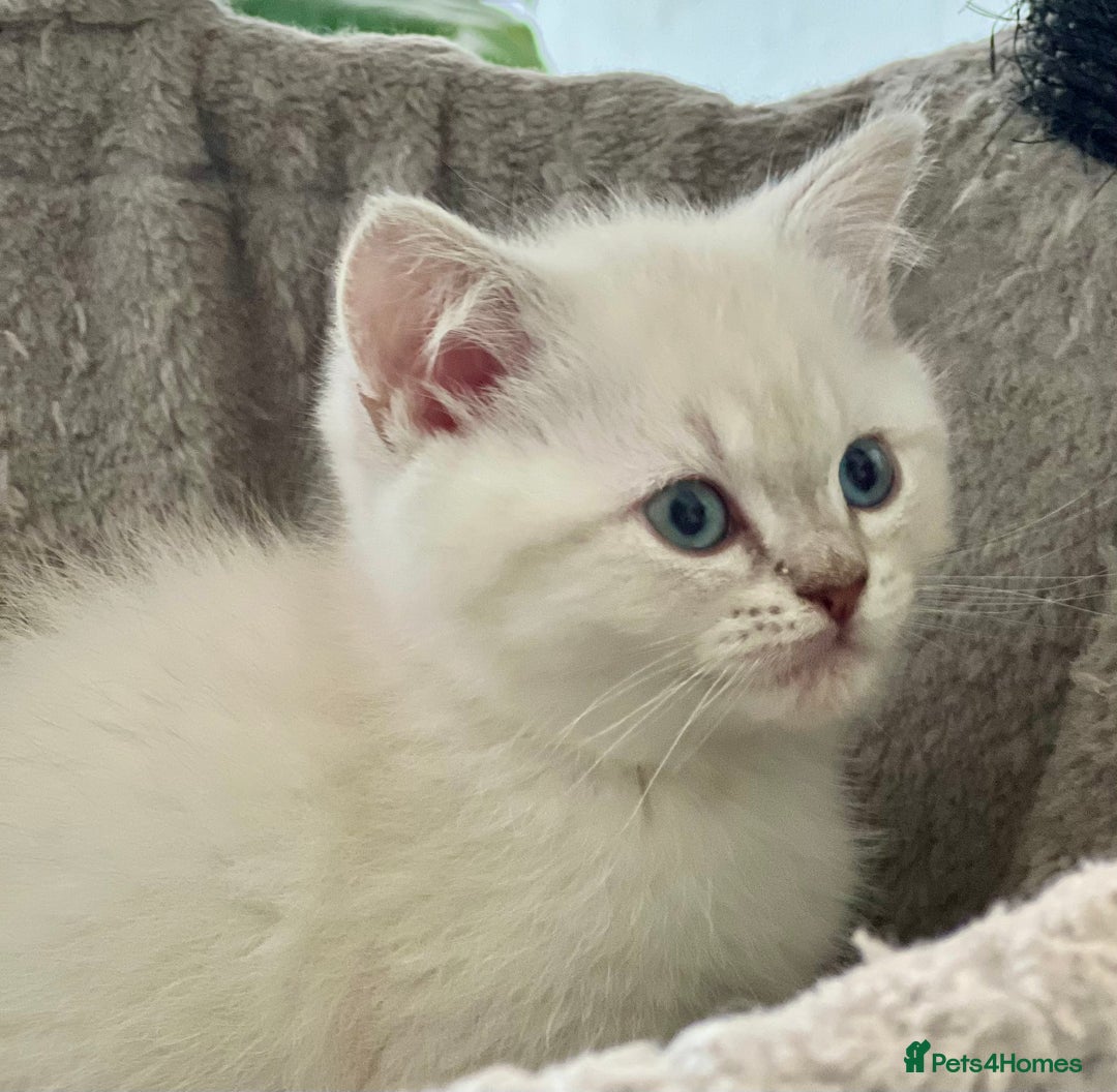 Selkirk Rex cats for sale: Selkirk rex kittens 😻 - Image 3