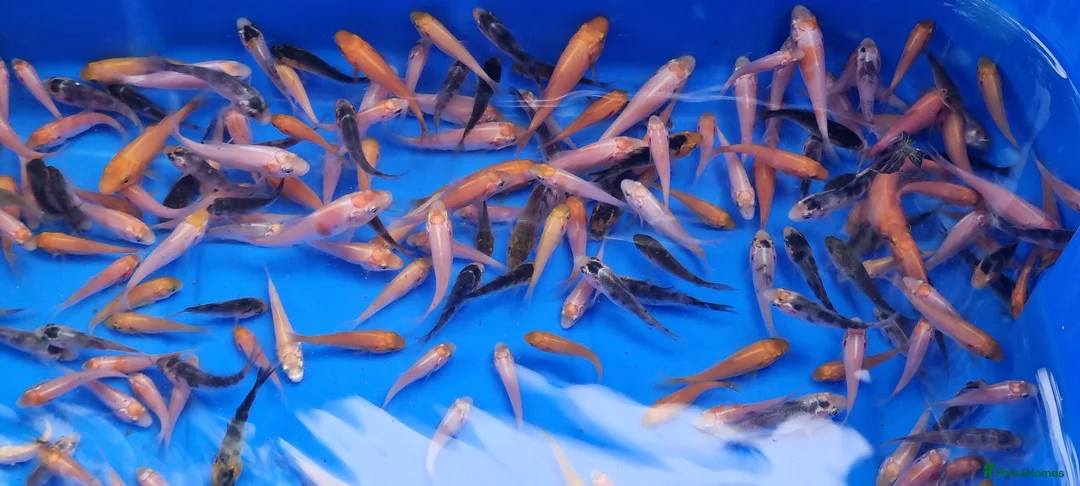 Koi Carp fish for sale: Small Medium & Large Koi Pond Fish in Chorley Carp - Advert 19