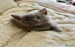 Ragdoll cats for sale: Ready Now Ragdoll x British Shorthair kittens  - Image 4