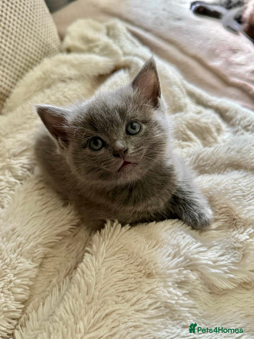 Ragdoll cats for sale: Ready Now Ragdoll x British Shorthair kittens  - Image 4