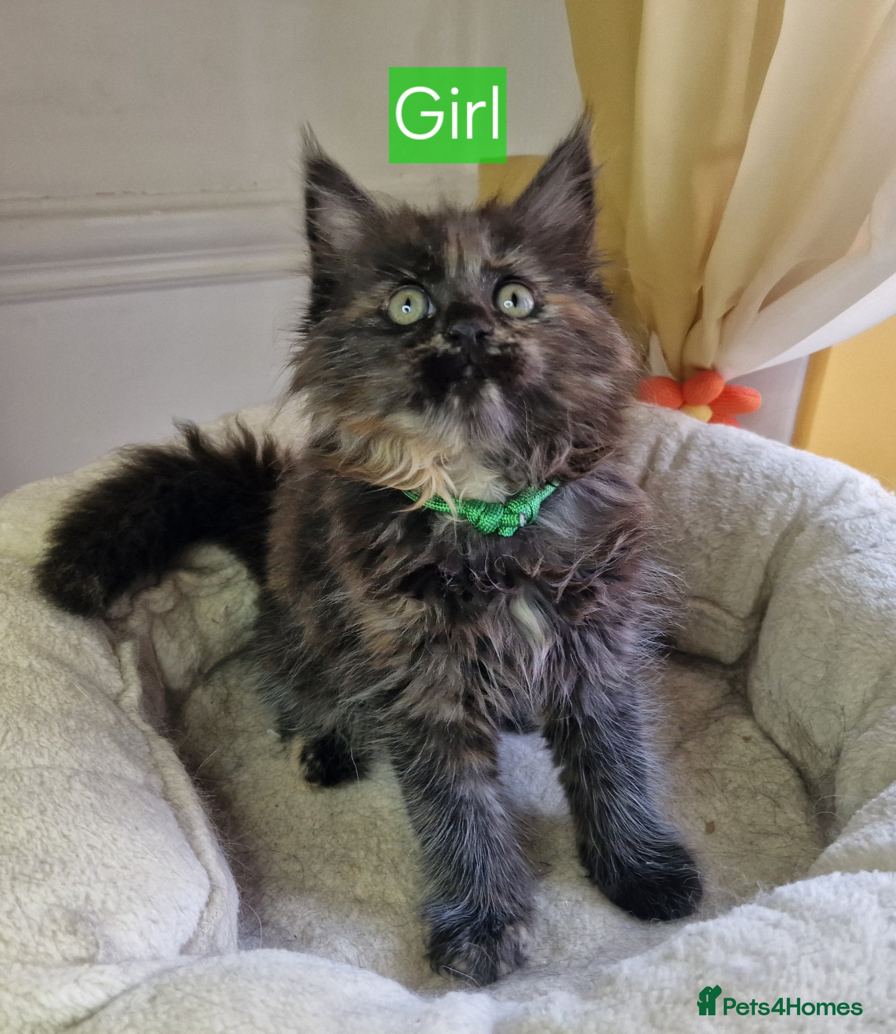 Maine Coon Kitten 5