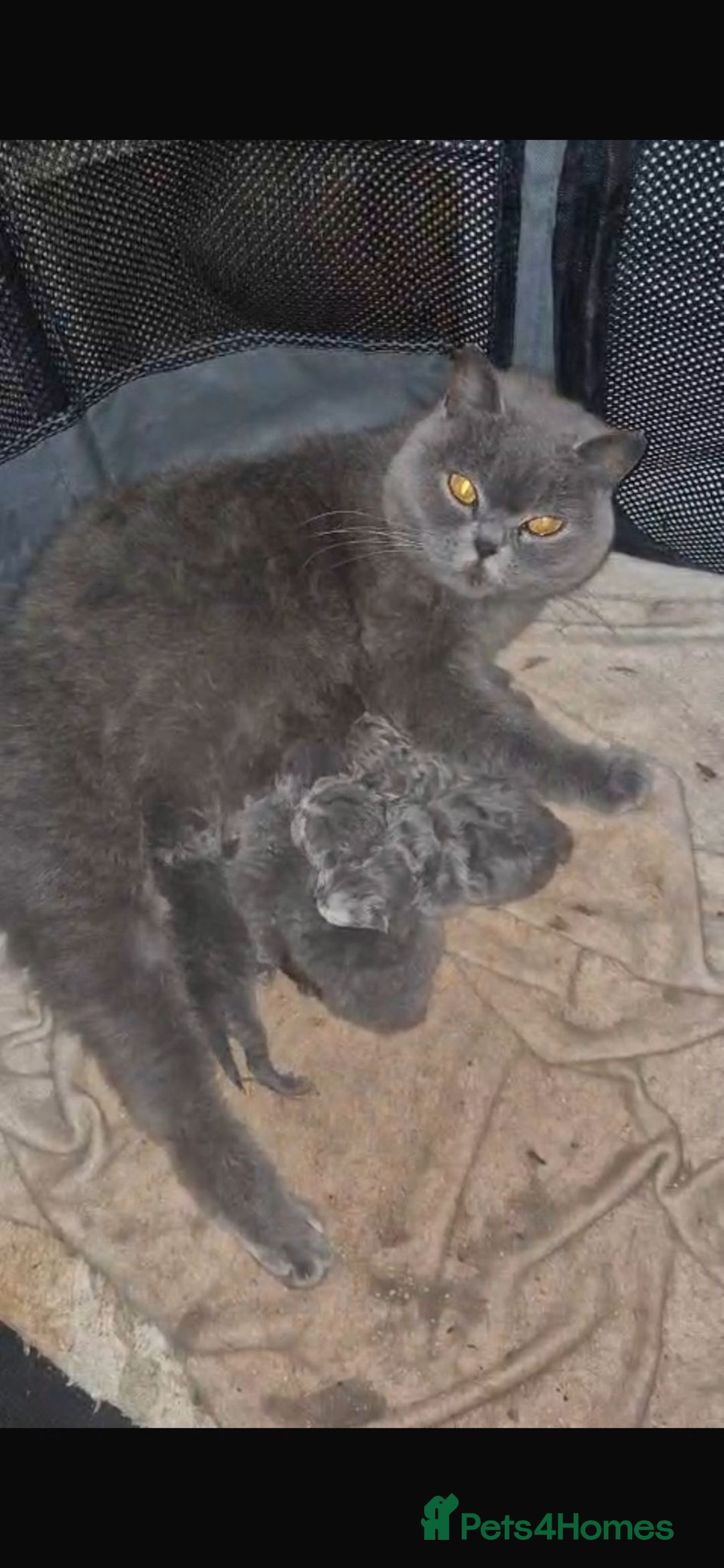 British Shorthair cats for sale: British Shorthair  - Image 9