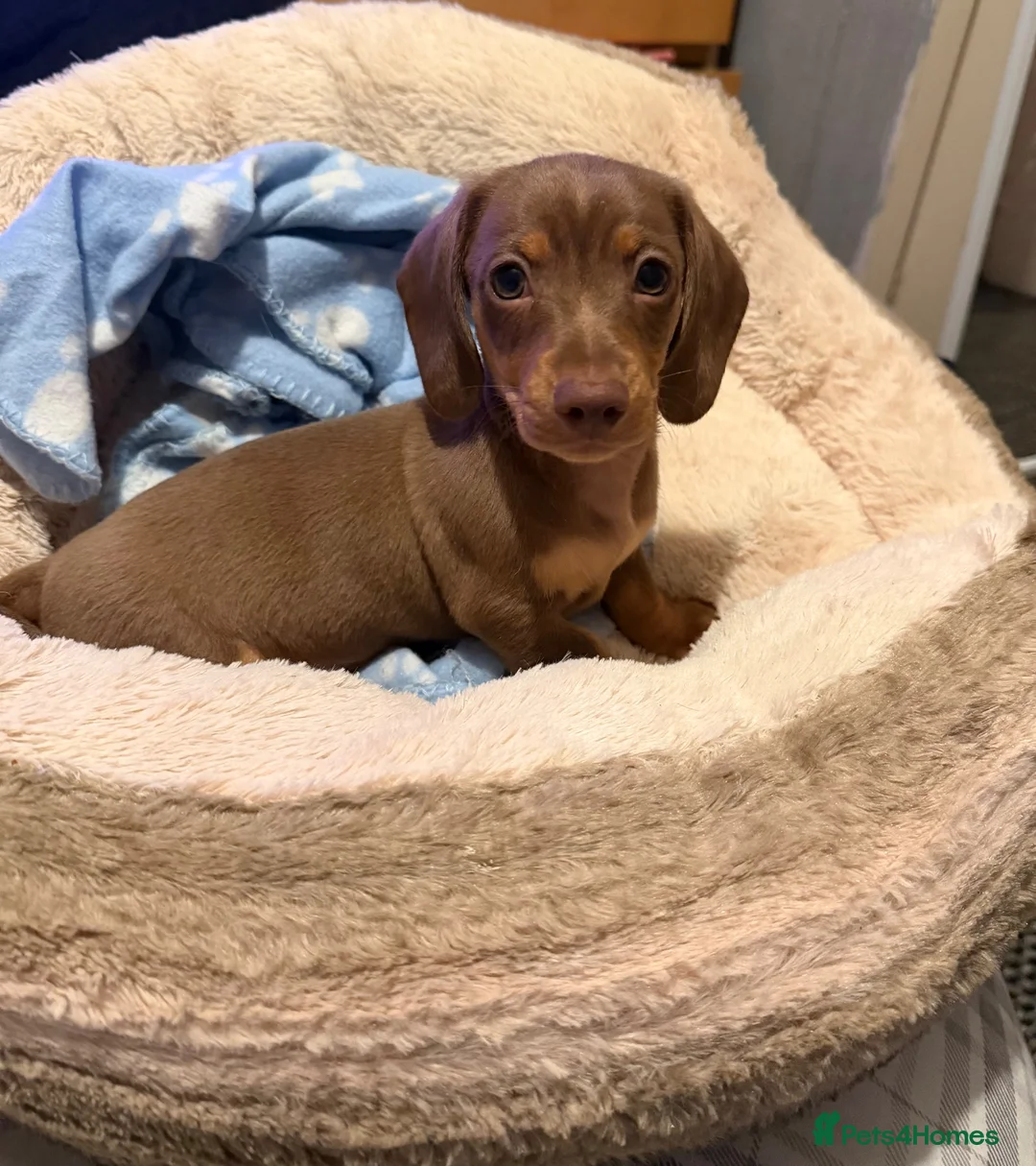 Miniature Dachshund dogs for sale: Gorgeous Light Chocolate Miniature Dachshund  - Advert 2