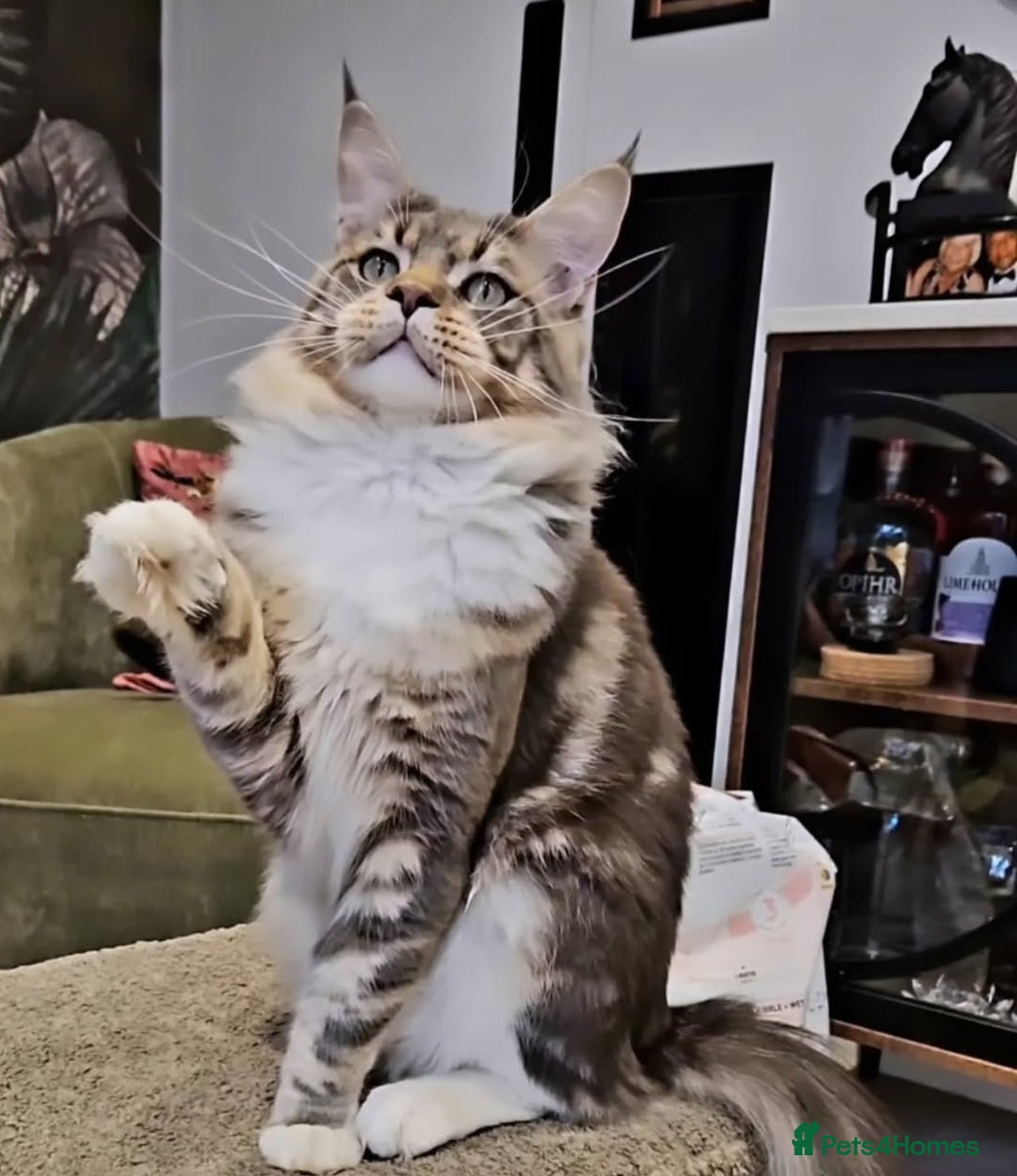 Maine Coon cats for sale: Stunning quality silver Tica Mainecoon kittens  - Advert 25