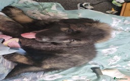 German Shepherd dogs for sale: German shepherd  - Image 14