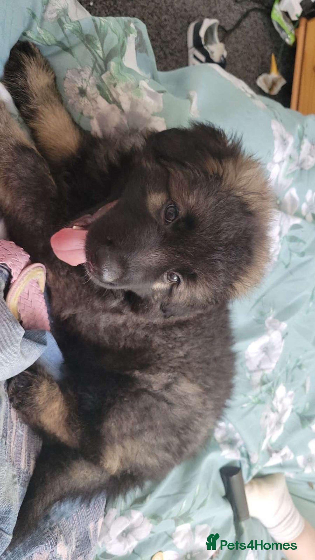 German Shepherd dogs for sale: German shepherd  - Image 14