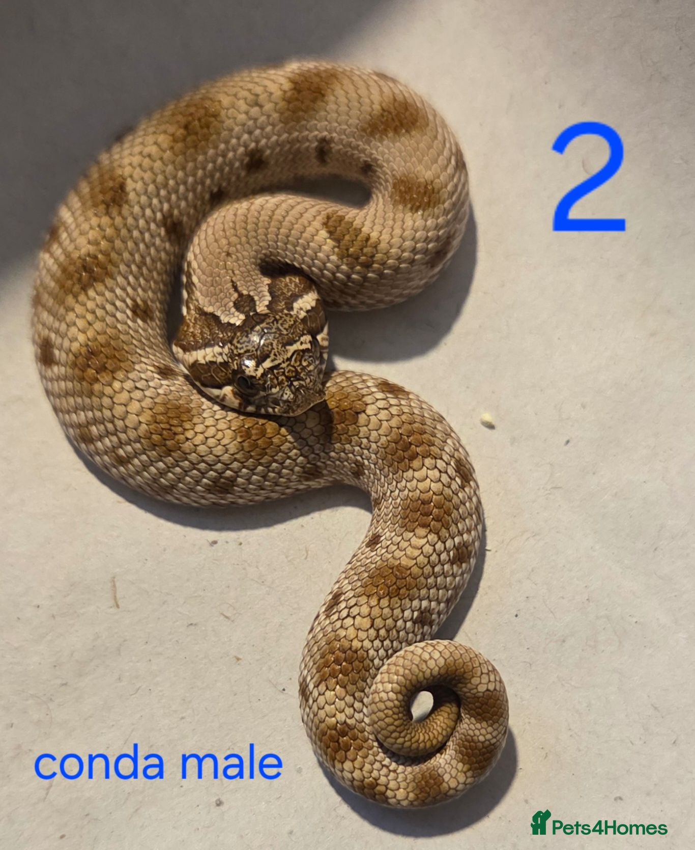 Snake reptiles Western hognoses babies - Advert 5