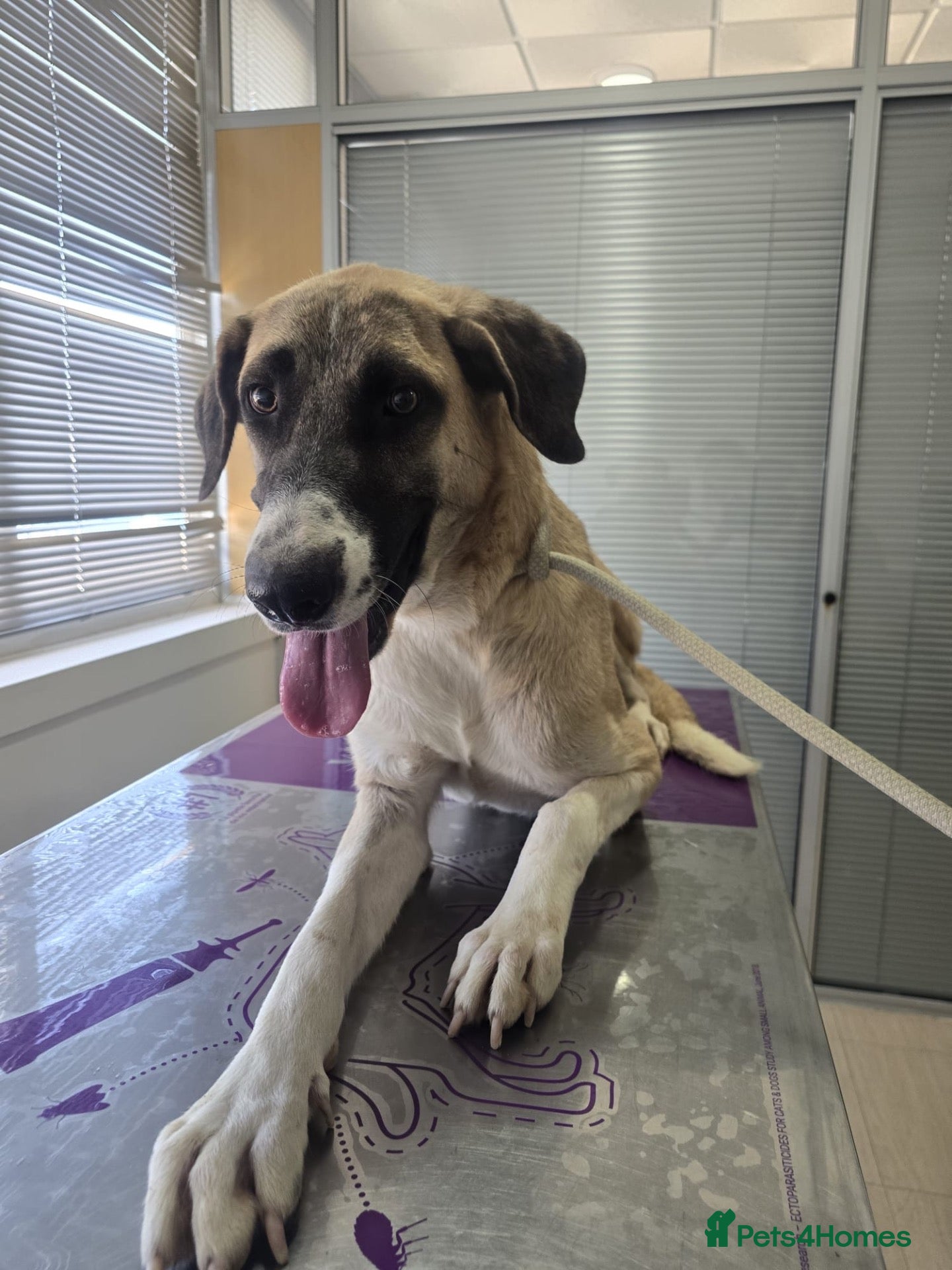 Mixed Breed dogs Adorable Athena 🐾🐶 - Advert 1