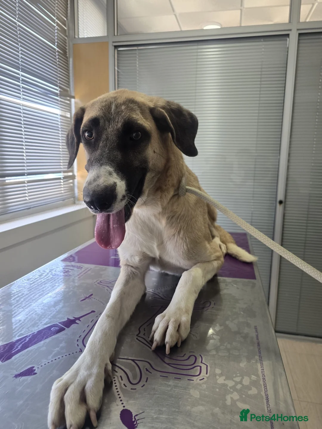 Mixed Breed dogs for adoption: Adorable Athena 🐾🐶 in Hengoed - Advert 1