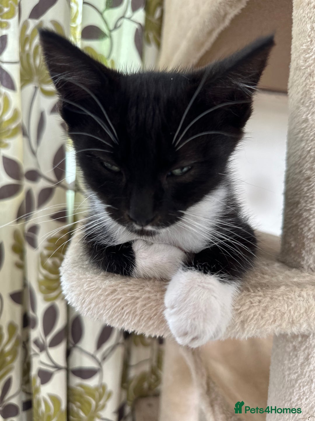 Mixed Breed cats for sale: Ragdoll mix  - Image 8