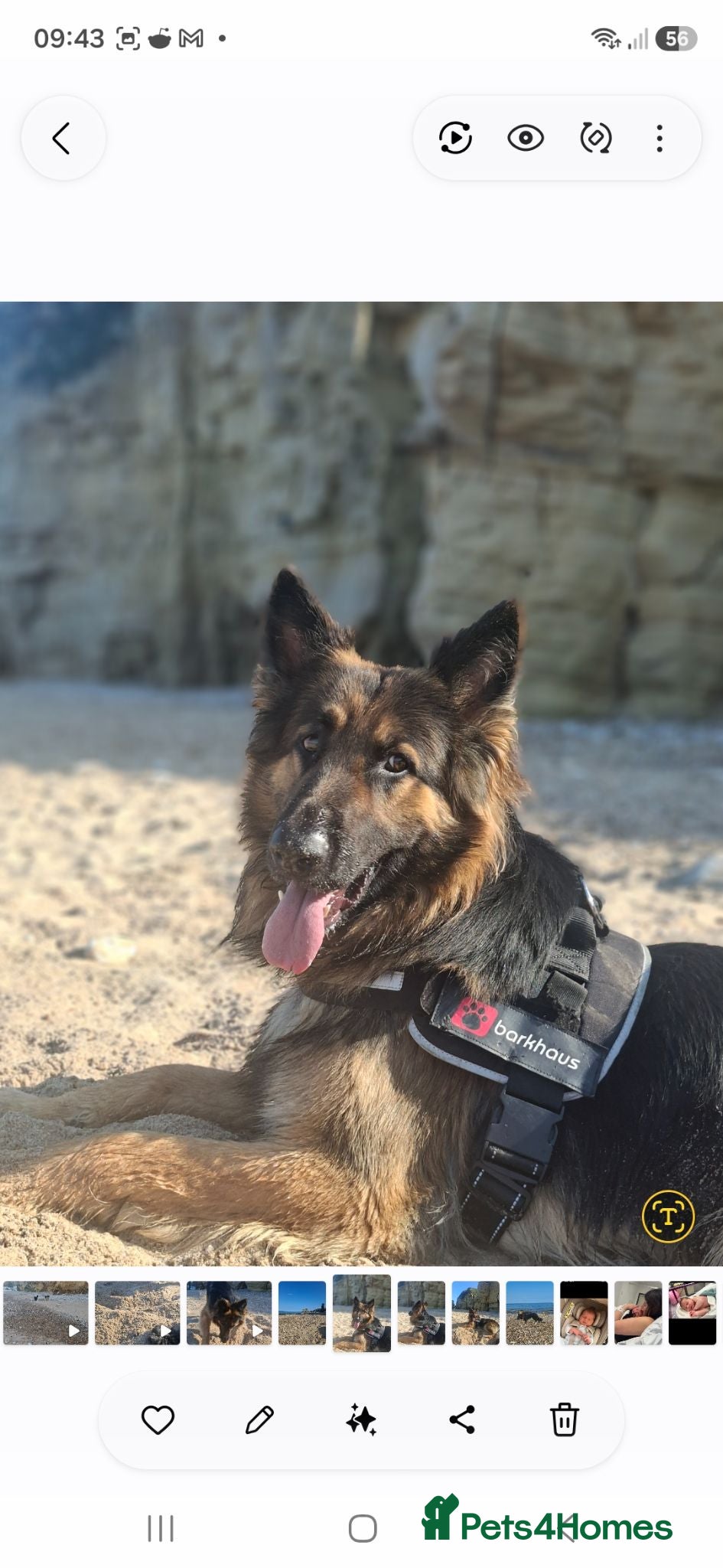 German Shepherd dogs Beverly Elliott  - Advert 1