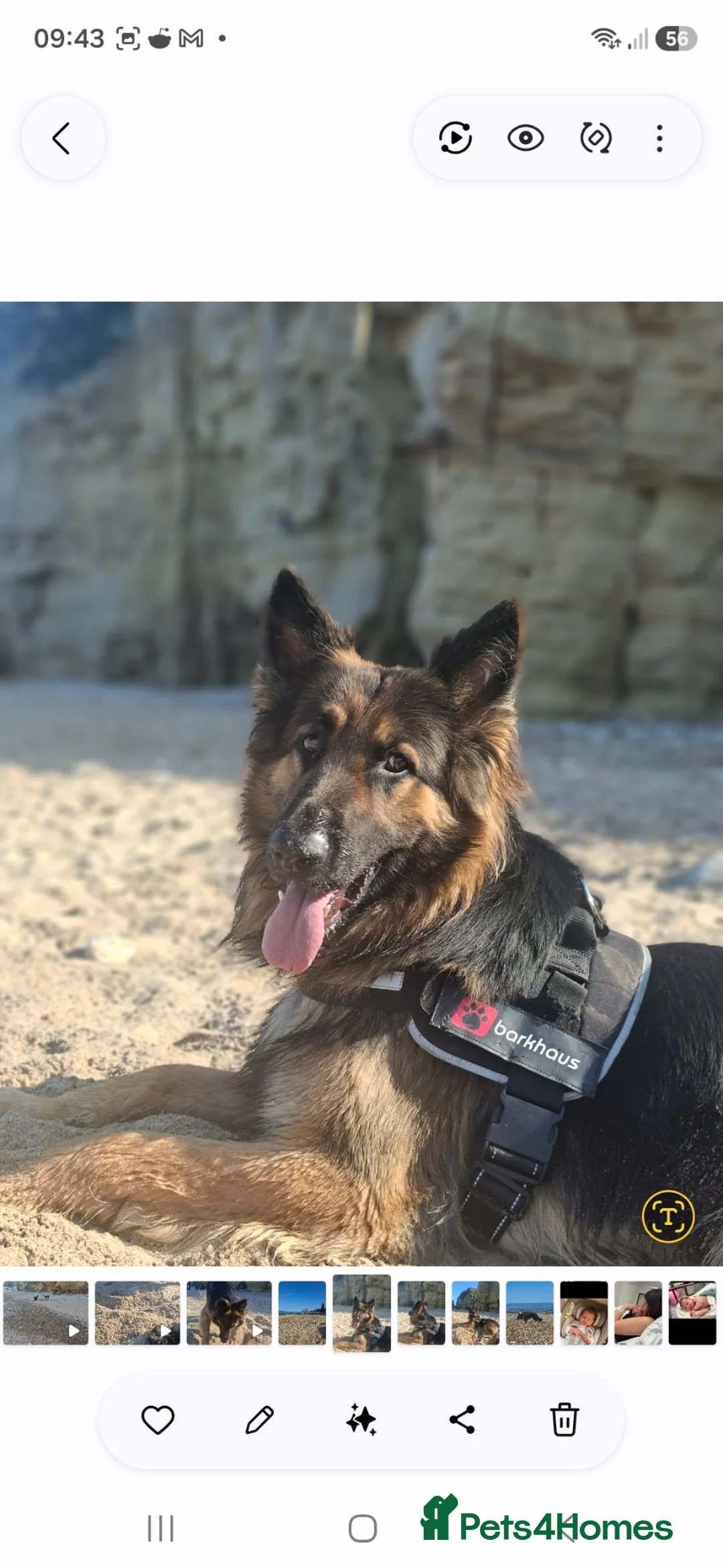German Shepherd dogs for stud: Beverly Elliott  in Jarrow - Advert 1