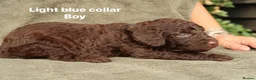 Labradoodle dogs for sale: Labradoodles Miniature/Midi Puppies Muliti Gen  - Advert 23