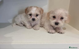 Jackapoo dogs for sale: Jackapoo puppies - Image 3
