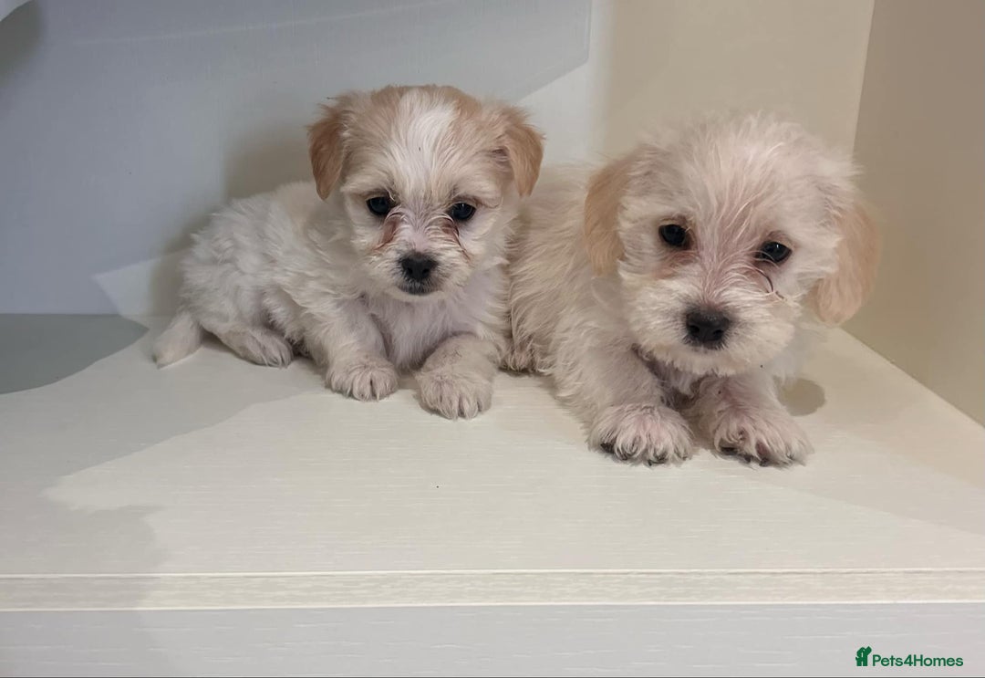 Jackapoo dogs for sale: Jackapoo puppies - Image 3