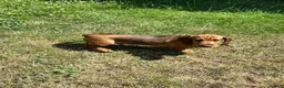 Dachshund dogs for sale: Wire haired & smooth recessives dachshunds - Advert 5
