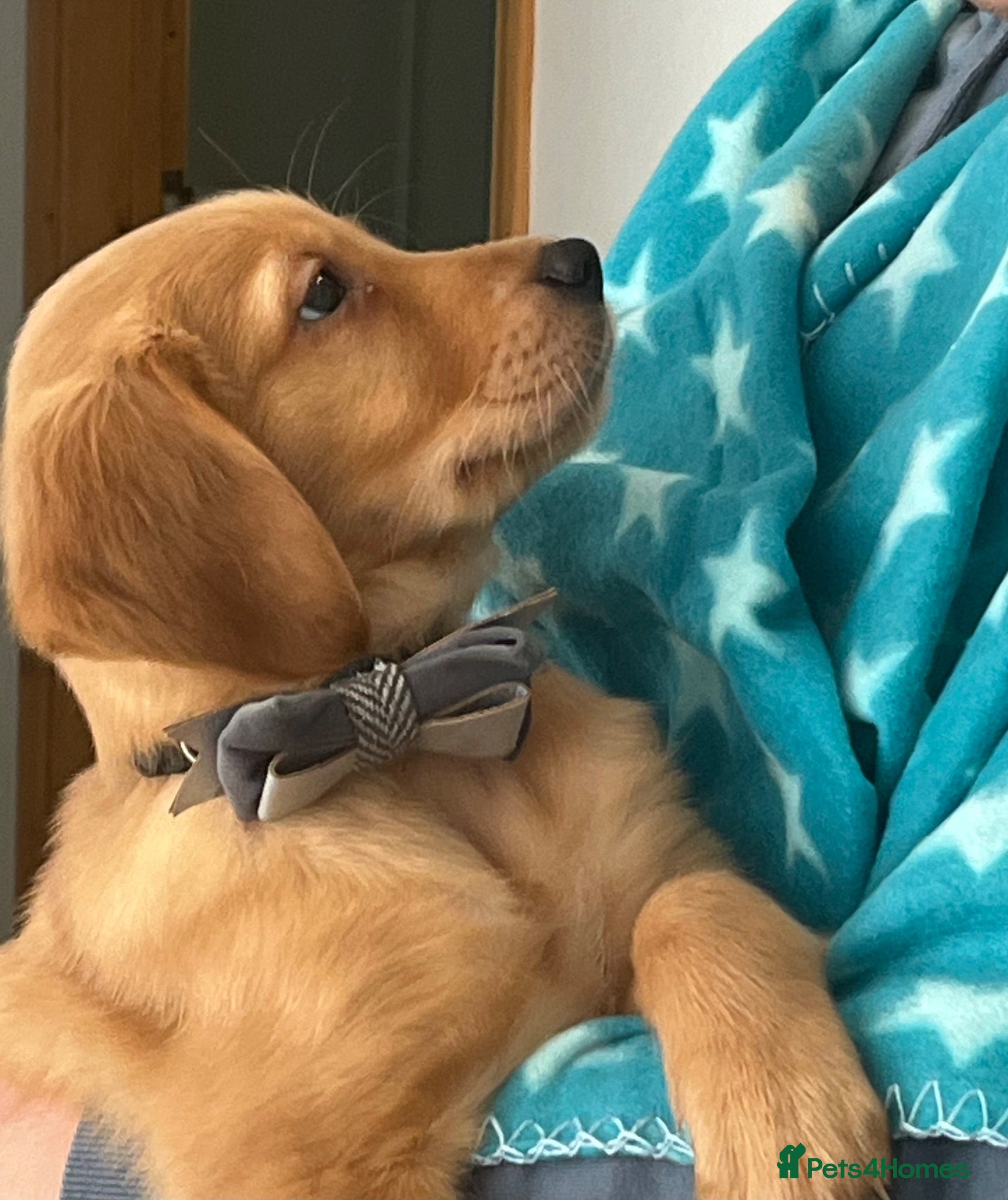 Golden Retriever dogs KC Fox Red Golden Retriever Puppies  - Advert 2