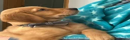 Golden Retriever dogs for sale: KC Fox Red Golden Retriever Puppies  - Advert 2