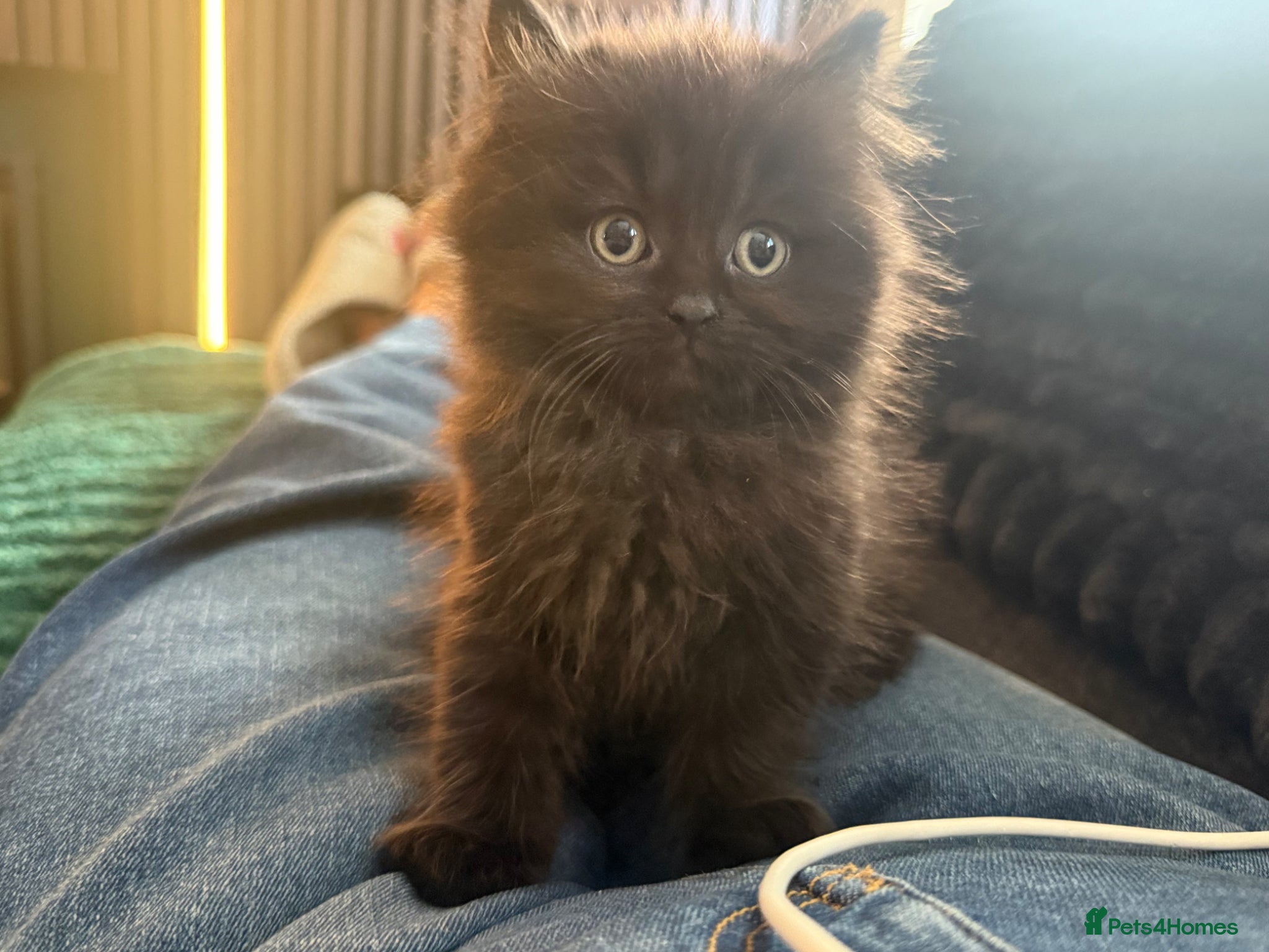 British Longhair cats Stunning British longhair kittens  - Advert 2