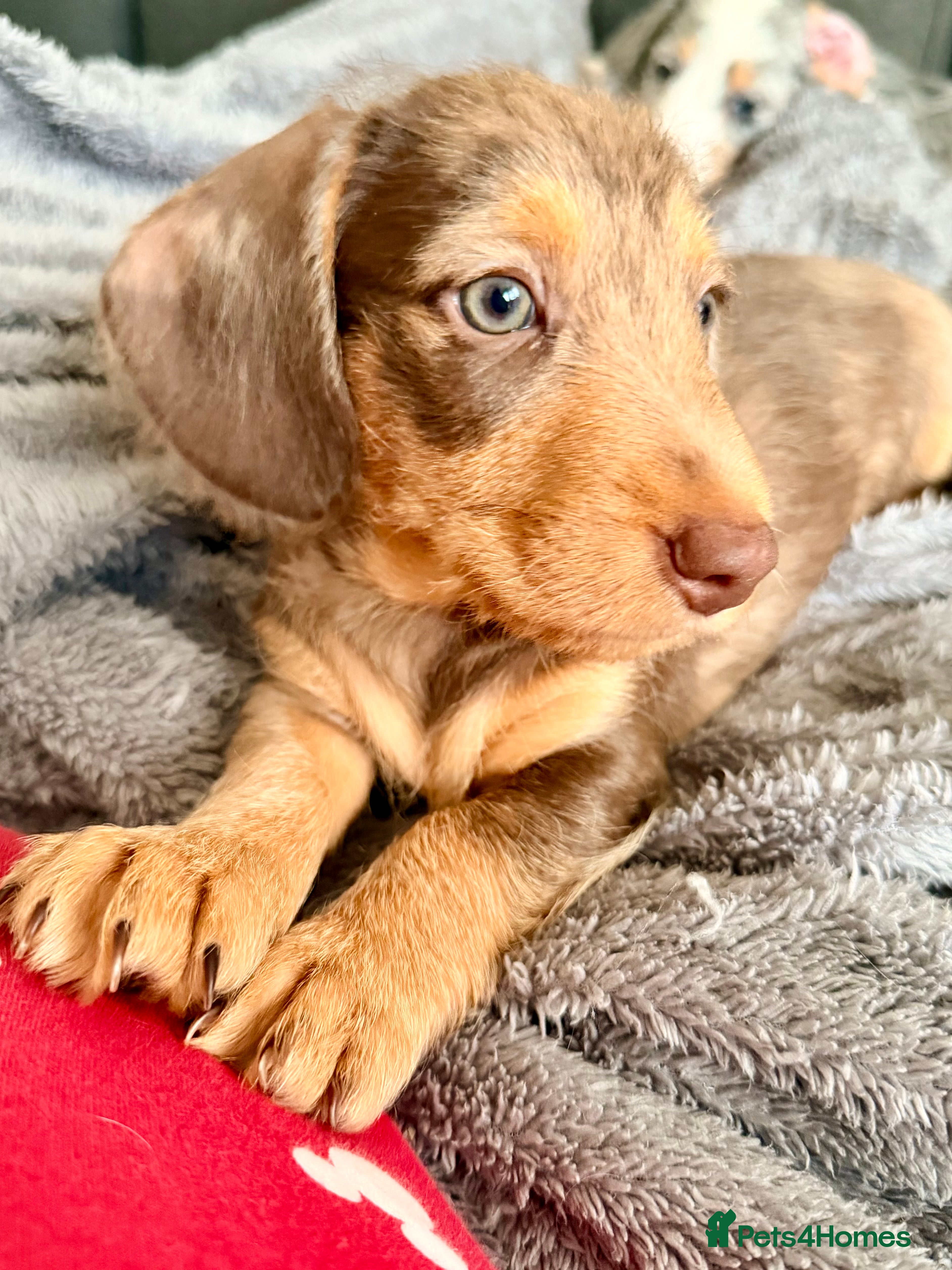 Mixed Breed dogs Mini Dachshund × Dachshund Cockapoo - Advert 1