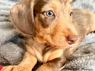 Mixed Breed dogs Mini Dachshund × Dachshund Cockapoo - Advert 2