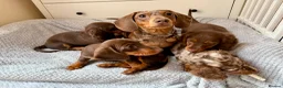 Miniature Dachshund dogs for sale: ONLY 2 LEFT!! KC Miniature Dachshund Puppies - Advert 2