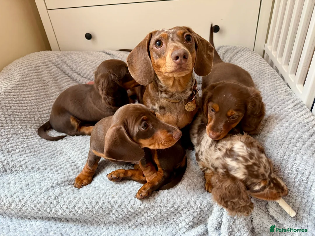Miniature Dachshund dogs for sale: ONLY 2 LEFT!! KC Miniature Dachshund Puppies - Advert 2