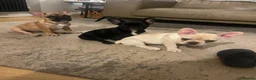 Mixed Breed dogs for sale: Frenchton puppies - Advert 2