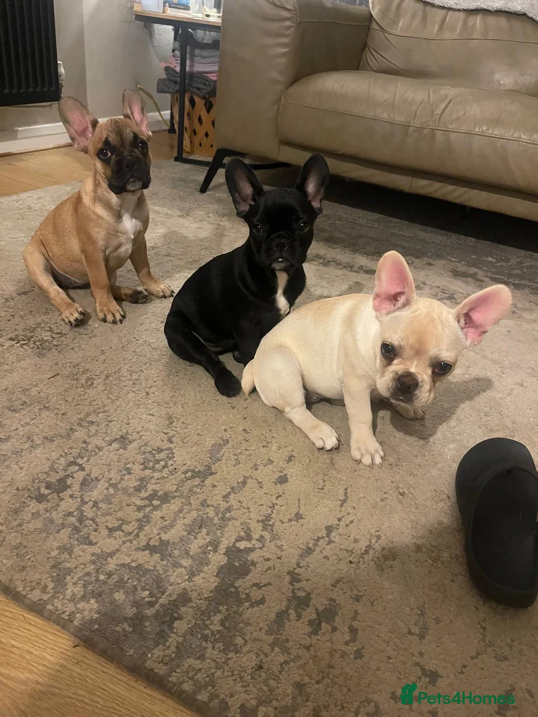 Mixed Breed dogs for sale: Frenchton puppies - Advert 2