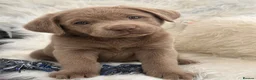 Labrador Retriever dogs for sale: Stunning “Show Type” Labrador pups  - Advert 10