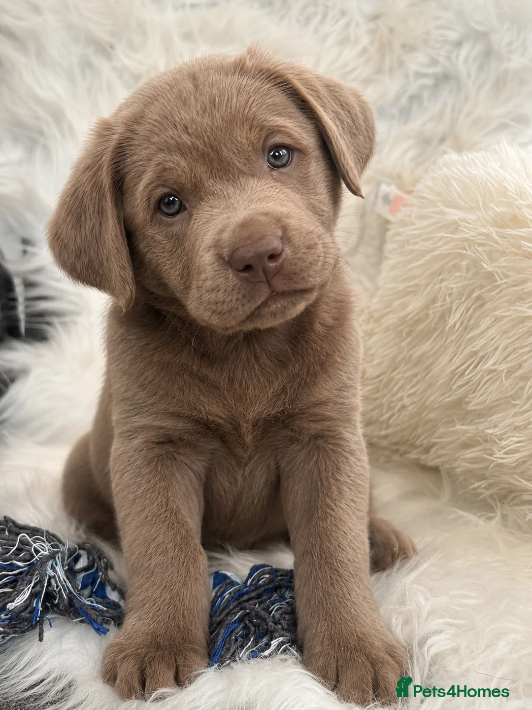 Labrador Retriever dogs for sale: Stunning “Show Type” Labrador pups  - Advert 10