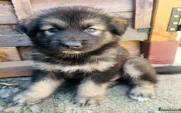 Mixed Breed dogs for sale: Alaskan Shepherd Puppies offers accepted  - Image 21