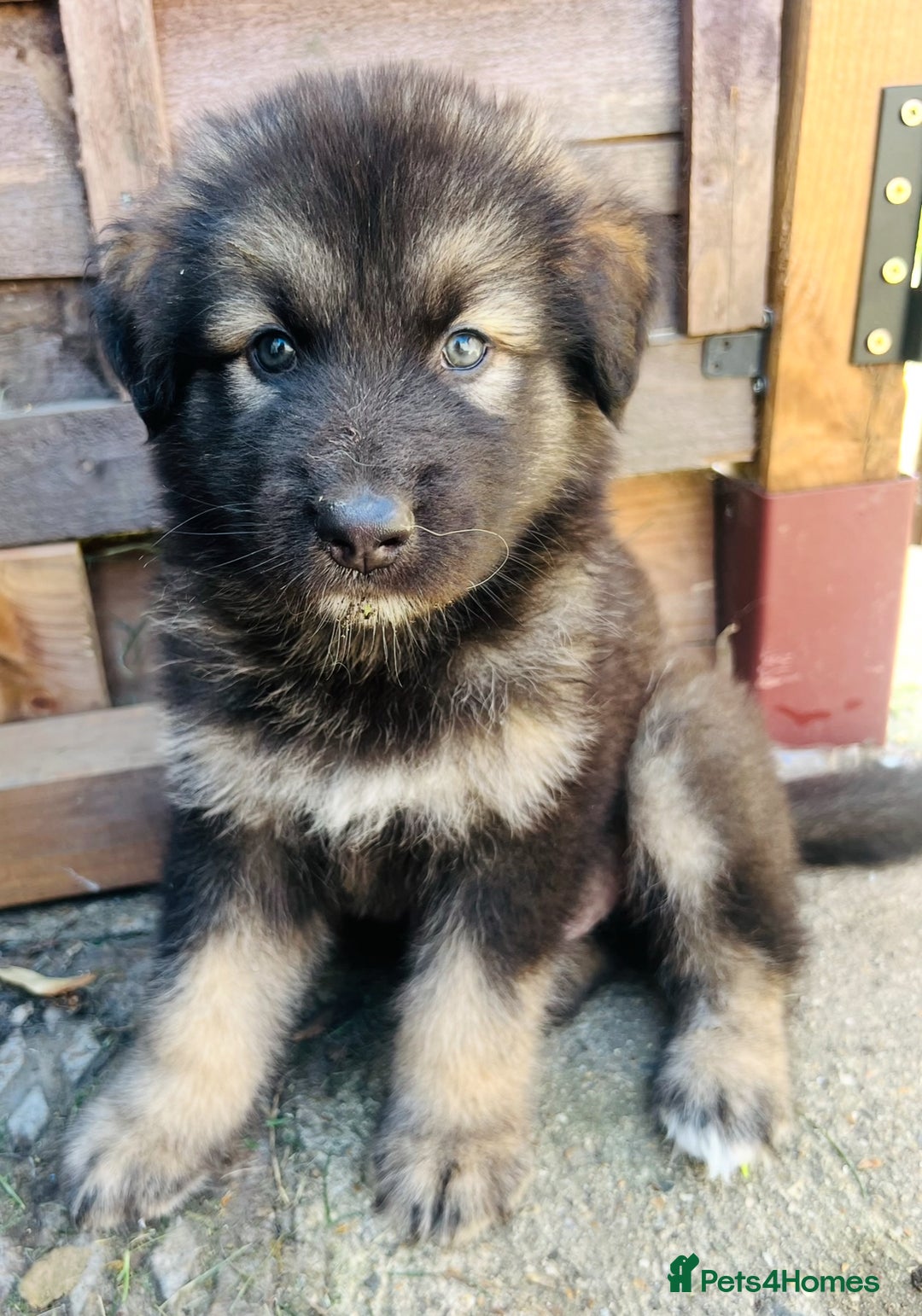 Mixed Breed dogs for sale: Alaskan Shepherd Puppies offers accepted  - Image 21