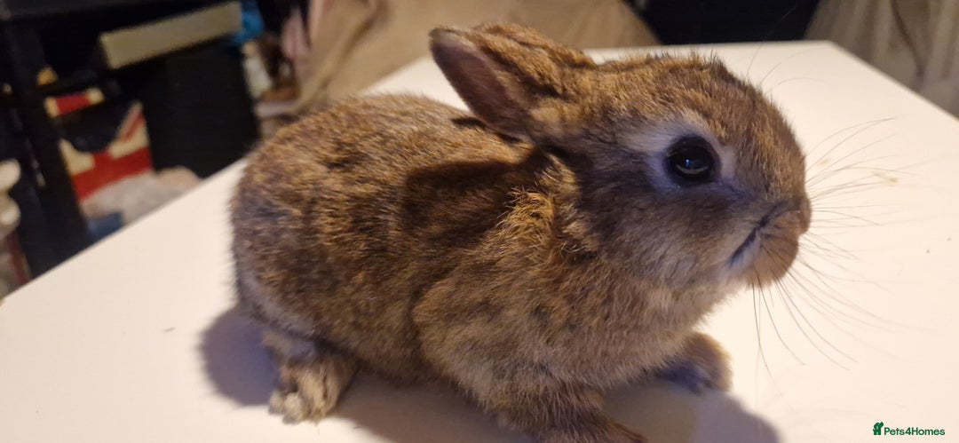 Mixed Breed rabbits for sale:   6 Gorgeous Ginger Male Bunnies for Sale 🐰 - Advert 11